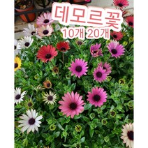 데모르꽃 10개 20개/아프리칸 데이지 생존력 번식력 갑 데모루 데모르포체카, 20개
