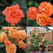 목하원예조경 고급줄장미 넝쿨장미 사계덩굴장미 (웨스트랜드) 개화주