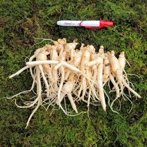 금산인삼 수삼 파삼 무료세척 오쿠용1회 250g, 무료고압세척, 1개