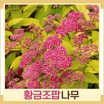 조팝나무 묘목 황금조팝 5치포트 2개
