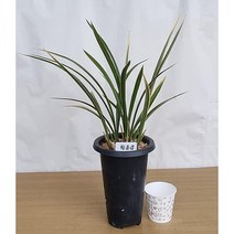 동양란/고급난/금기/팔보기전/태양금/산천조/산천보세, (5)황용금(포트/4촉)