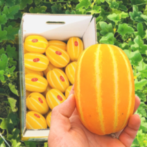 더바른식탁 참외 성주 참외 3kg 성주 참외 5kg 성주 참외 10kg 미니 참외 성주 미니참외 성주 참외 가정용, 실속(로열) 10kg