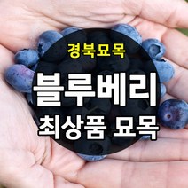 [경북농원] 블루베리 묘목 2~3년생 판매중, 스프링하이 삽목4년생