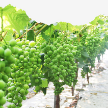 자연담아 샤인머스캣 GAP 인증 경산 산지직송 프리미엄 고당도 아삭아삭 즐거운 식감 귀족과일 2kg, [ 1kg ] 가정용 A등급