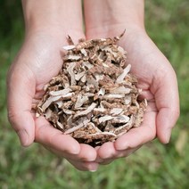 국산 석창포 400g/수험생차 건조 말린 약초 약재 국내산 차 한방 차, 140I_국산석창포 200gX2