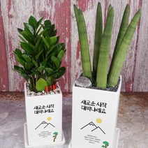 [개업축하전용] 대박을 바라는 대박기원화분 3종, 직사각 대형, 2. 그리는 대로, 안시리움