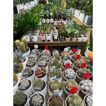 퀵 배송 강남 송파 서초 교대 성남 잠실 삼성 문정 판교 집들이화분문구 인사이동문구화분 관엽식물 탁상용관엽 사무실책상화분식물 탁상화분식물 공기정화식물 미니식물 미니관엽 인테리어식물, 미니