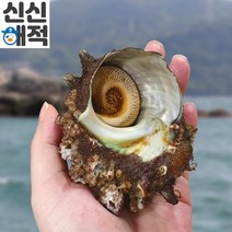 거제 통영 자연산 뿔소라 1kg, 뿔소라 5kg