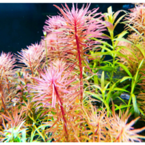 (득템플러스) 판타날 레드 핀네이트 18줄기 (오후 2시 주문마감)