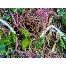 생물 모듬 해초 한상 300g 건강한 해초 / 다이어트 식단