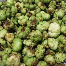 2023년 깊은산 건조 충영300g 생충영 2kg (냉동)개다래 열매 개다래 줄기 직접채취 깨끗한세척 생 개다래열매(선택하세요), 개다래줄기600g