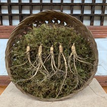 산골 장뇌삼 7-8년근 10뿌리 장뇌삼 장뇌산삼 자연산 건강식품 기력보강 원기회복 면역력증진 부모님선물