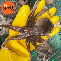제철 생물 주꾸미 1kg 알 쭈꾸미 봄 국내산, 활 주꾸미 1kg