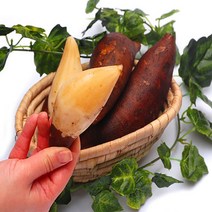 22년 10월 수확 햇 야콘 생과, 실속 3kg