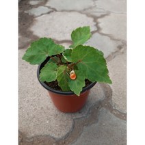 [근이네식물원]오렌지샤워베고니아, 1개