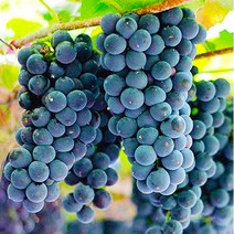 고당도 국내산 프리미엄 캠벨포도 특품 1kg~5kg 제철 산지직송, 1kg, 1개