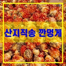 깐멍게 멍게 산지직송 통영 제철 1kg 해산물