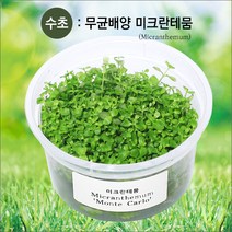 피알피쉬 무균 배양수초 미크란테뭄 (전경수초) 수초, 1개