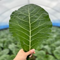 농산물마루 유기농 케일 신선초 1kg / 2kg/ 각 1kg, 4kg, 1개