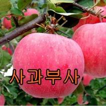 사과(부사) 접목1년특묘 2그루 나무 묘목 사과나무 과일나무 유실수 조경수