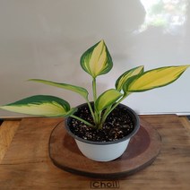 호스타 준 -1포트(15cm), 1개