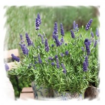 [어린모종]허브-잉글리쉬라벤다 : 8cm분, 블루스피어