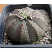 선인장/오베사 -19