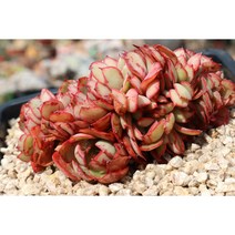 양진철화 다육이화분 키우기쉬운 다육식물, 1개