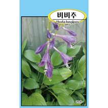 씨앗과세상만물 비비추 씨앗 20립, 1팩