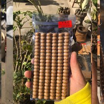 남성 해남 문스타 불교 108알 팔찌 여성 염주, T11-3년 묵은 씨 정월 10x15mm통구슬