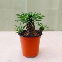 하늘꽃농원 괴마옥 파인애플 선인장