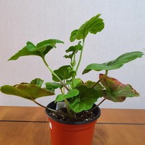 미스로즈 제라늄