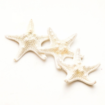 조개껍질 조개껍데기 소라껍데기 소라껍질, 봉, D03 별불가사리 (중)