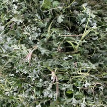 (늘푸른NS) 국내산 노지재배, 1박스, 노지쑥 1kg