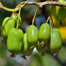 세종식물원 다래나무 용성2호 4치 포트