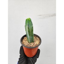 미니 용심목 선인장 용신목 28, 1개