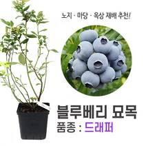 깨비농장 블루베리 나무 묘목 재배 키우기 (품종: 드래퍼), 드래퍼, 1개