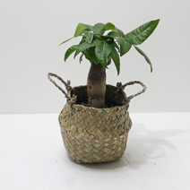 오너클랜 파키라(소) 키우기쉬운식물 해초바구니, 본품, 단일