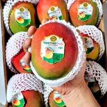 [페루 항공직송]최고급 애플망고 열대과일의 여왕, 4kg내외(7~10과), 1개