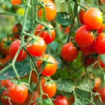 따봉프레시 GAP인증 백화점납품용 고당도 스테비아 방울 토마토, 3) 2.0kg (500g/4팩)