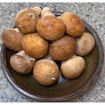 국산 무농약 참송이버섯 1kg 특품 1박스 국내산참송이버섯 송이버섯 참송이 송이버섯국산 송이 버섯 참송이버섯 참송이버섯1kg 선물 참송이버섯특상품, 1개