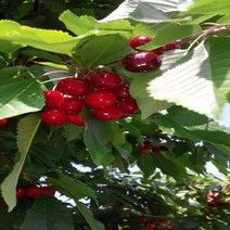 [가산원예조경] 체리나무 / 일출(일반대목) 접목1년 5주묶음