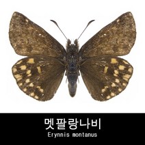 나비표본 멧팔랑나비 Erynnis montanus