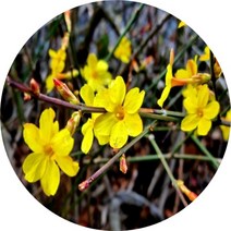 영춘화 묘목 1m5주