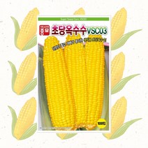 초당옥수수 100립 옥수수씨 초당옥수수 두리 씨앗 아시아종묘