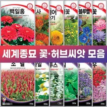 세계종묘 꽃 허브 씨앗 일년생 다년생 노지월동 야생화, 백일홍 100립