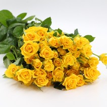 노랑 미니 장미꽃 생화택배 (고속터미널꽃시장 직배송) 꽃예꽃, 며칠 기다렸다가 꽃 입고 되는대로 발송, 금~일요일 구매시 (화요일 도착)