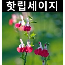 핫립세이지 5치포트 5개/야생화/허브/전국노지월동