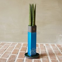 오즈디 꽃 화분소화기 명절 스승의날 선물 화병 꽃병 화초 축하용품, 블루컬러-스투키(생화)