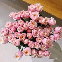 벽걸이에어컨청소 벽걸이 에어컨청소 더블 할리우드 로즈 데이지 해바라기